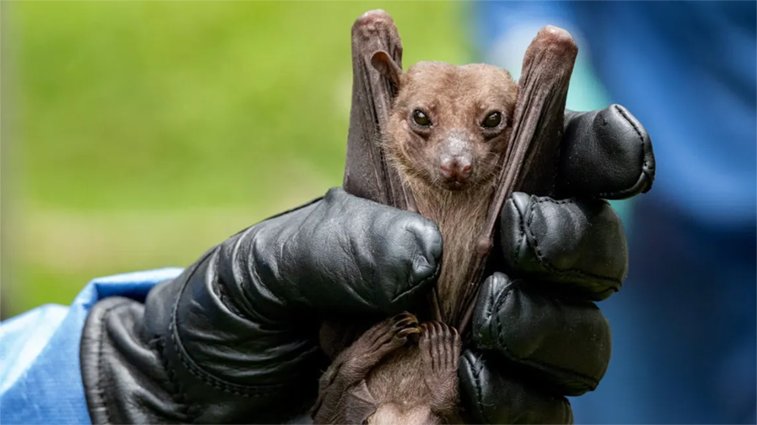 Bats can transmit the deadly Marburg virus
