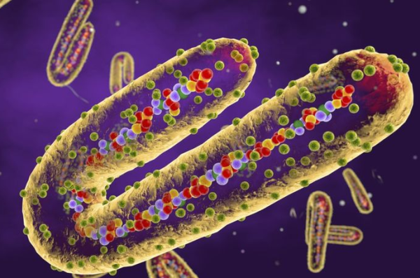 Is Marburg more contagious than Ebola?