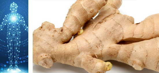 Ginger has antimicrobial properties