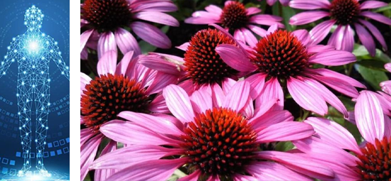 Echinacea is a natural herb that help support the immune system