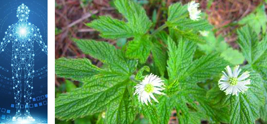 potential antibiotic properties of goldenseal