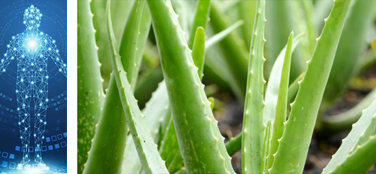 aloe vera is also known for its anti-inflammatory and wound-healing effects