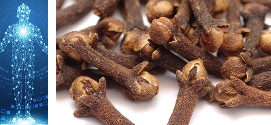 Clove has been shown to have anti-inflammatory properties