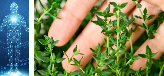 Thyme has been shown to have anti-inflammatory properties,
