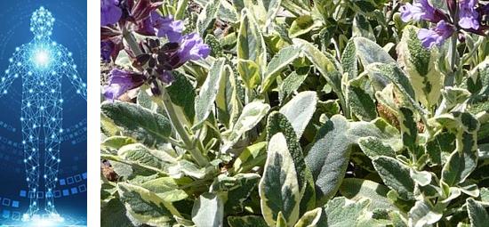 Sage has been shown to have potential benefits for cognitive function