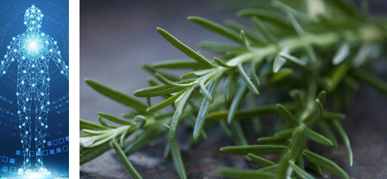 Some studies have suggested that rosemary may have antimicrobial propertie