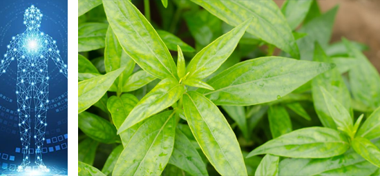 Andrographis, potential antimicrobial properties
