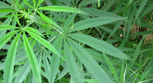 Cannabis sativa have immunosuppressive properties