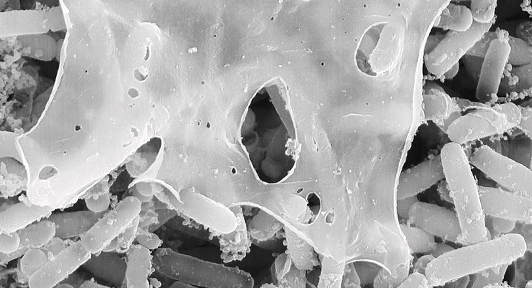 Streptomyces hygroscopicus: This bacterium produces the immunosuppressive drug