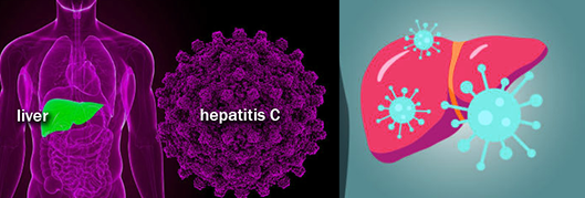 DAAs work by targeting specific proteins and enzymes that are essential for the hepatitis C virus to replicate and survive in the body.