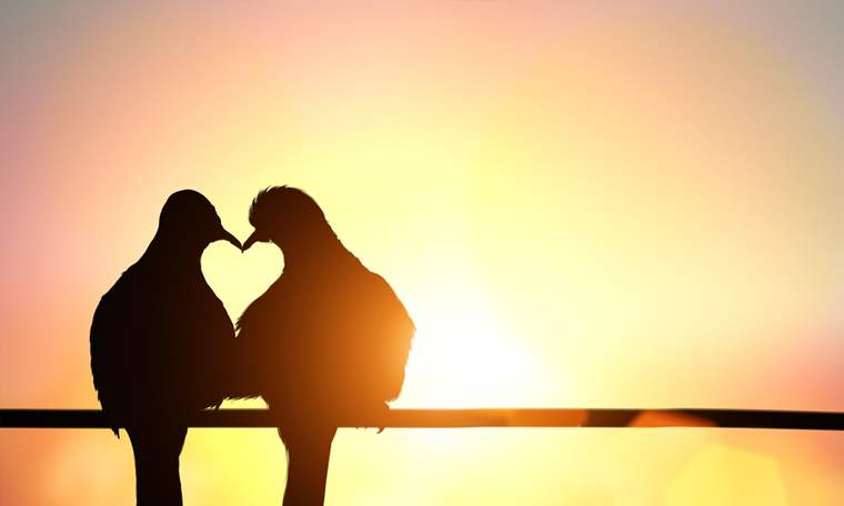 Do animals experience love?
