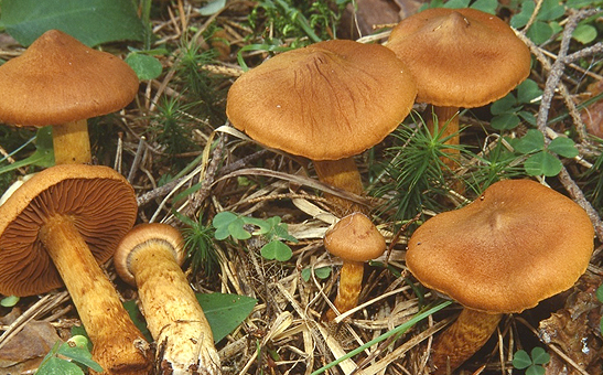 Cortinarius rubellus (deadly webcap mushroom)
