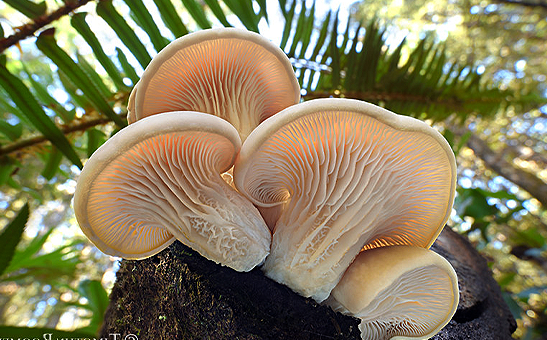 Pleurotus ostreatus (oyster mushroom) 