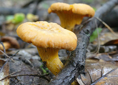 Cantharellus cibarius (chanterelle mushroom) 