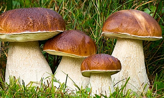 Boletus edulis (porcini mushroom) 