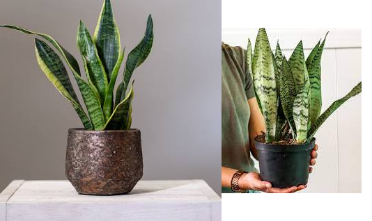 home interior plants : Snake Plant