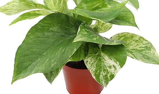 home interior plants : Pothos