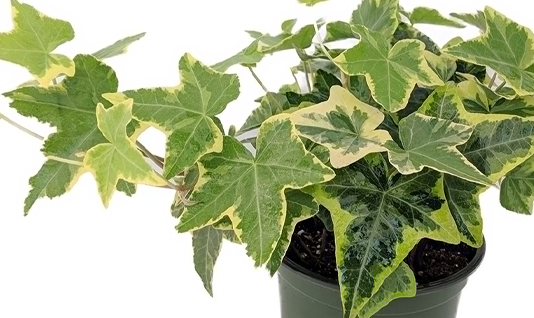 home interior plants : English Ivy