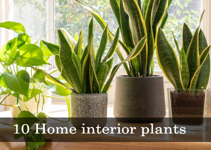 What are the 10 best home interior plants?