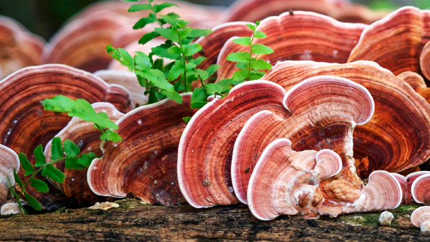 Ganoderma lucidum (reishi mushroom)
